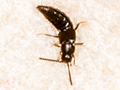 Atheta nigra